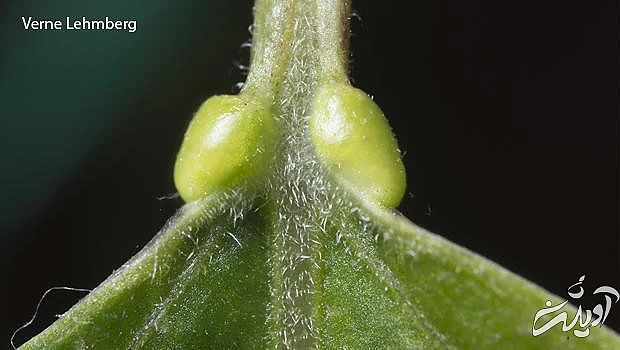 گیاه شگفتانگیز پروانهها را فریب میدهد! گیاه شگفتانگیز پروانهها را فریب میدهد!